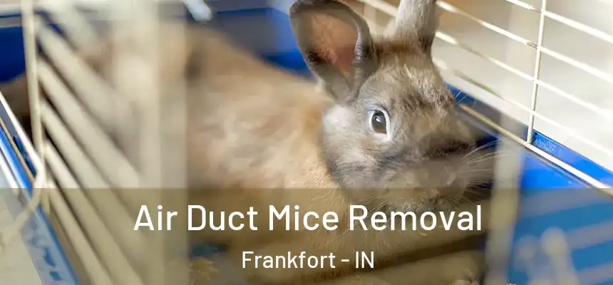  Air Duct Mice Removal Frankfort - IN